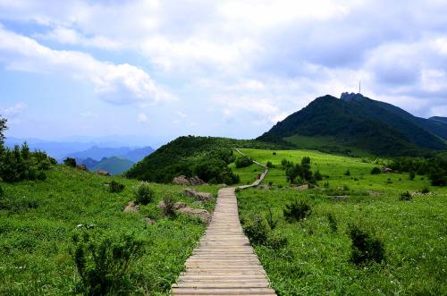 梅花鹿鹿茸多少一斤，安徽梅花鹿养殖基地(一只梅花鹿一年产多少鹿茸)